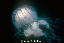 Jellyfish, taken off the Gold Coast of Australia with a N... by Alan G. Miller 
